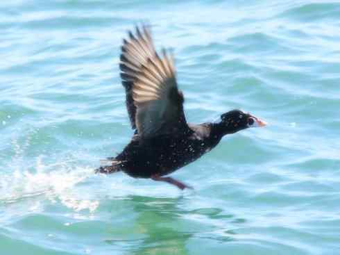 雁鸭之最之八（海番鸭、琵嘴鸭、绿翅鸭、鹊鸭）