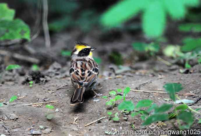 雄性黄喉鹀（3）