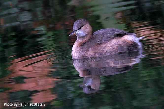 【亚平宁半岛之旅 wbr. wbr鸟鸟猎摄】