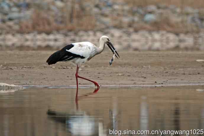 吃早餐的东方白鹳（2）