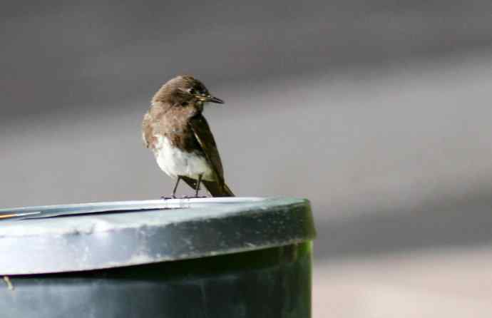 在加州拍鸟（1）黑菲比霸鹟