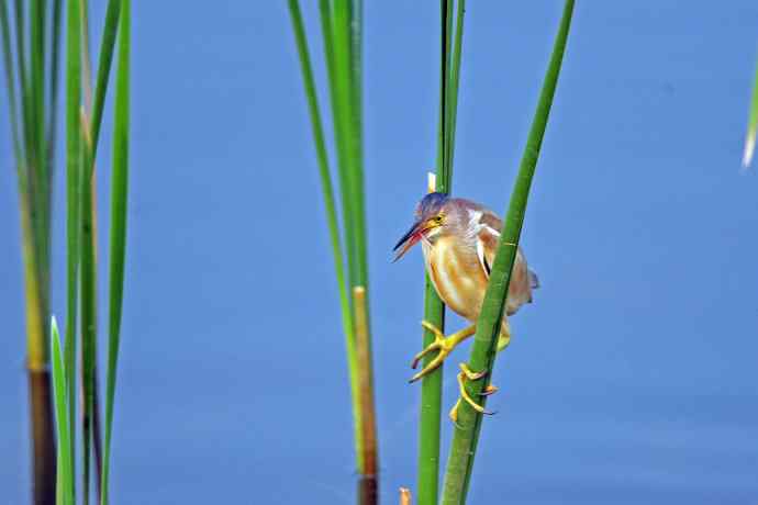 捕鱼的黄苇鳽（3）