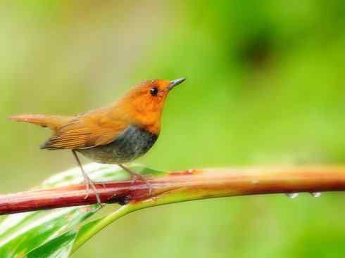雀鸟也彪悍：谁怕谁（鹊鸲）
