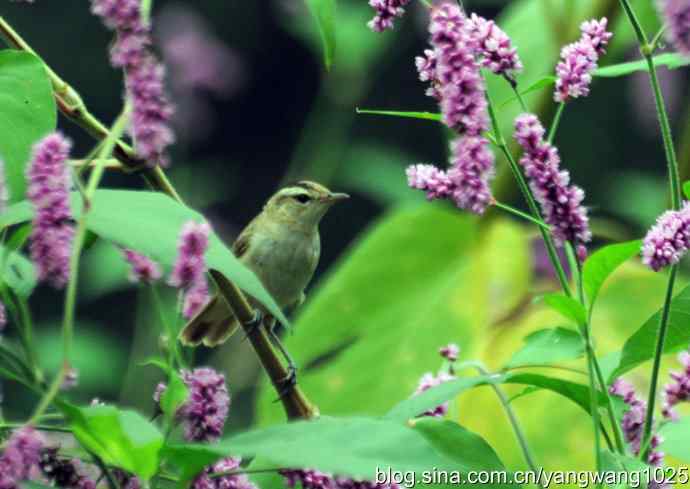 今秋第一次拍侯鸟儿（黑眉苇莺）