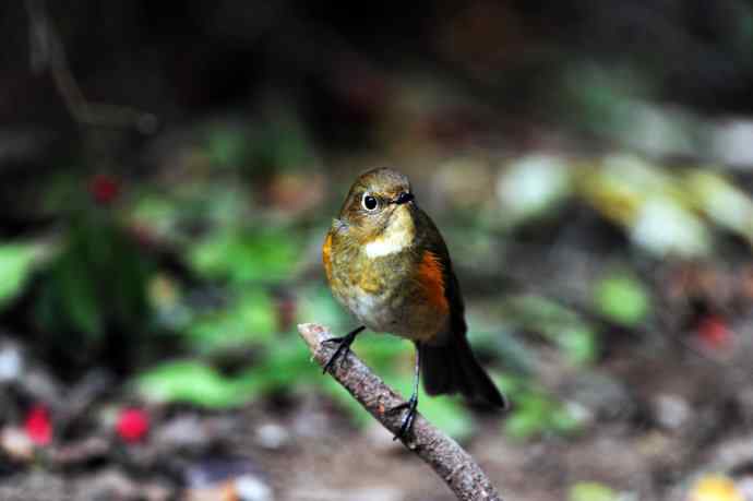 雌性红胁蓝尾鸲（6）