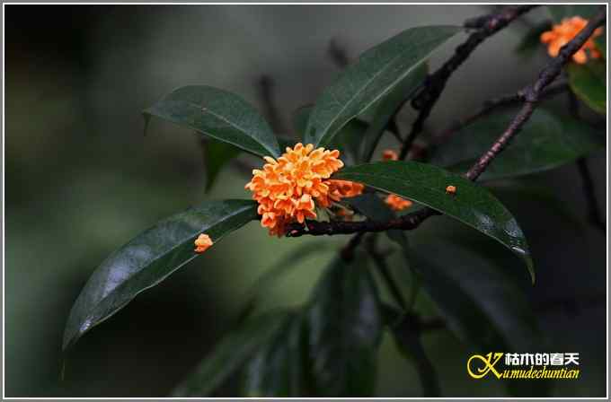 阴天拍的是鈥溞那殁潯菊掌