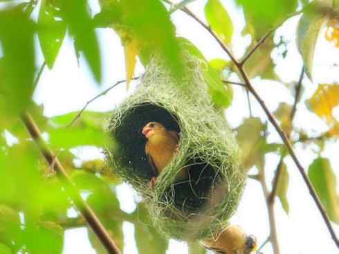 十大鸟类建筑师之二（织布鸟、维达雀）