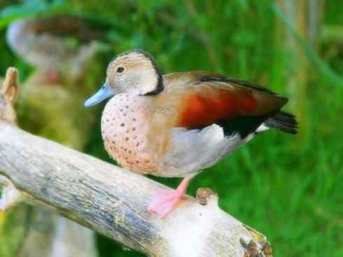 欣赏：美丽的栖鸭2