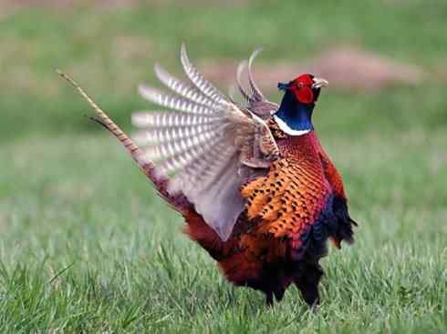 凤凰：传说的鸟原型探秘（雉鸡）