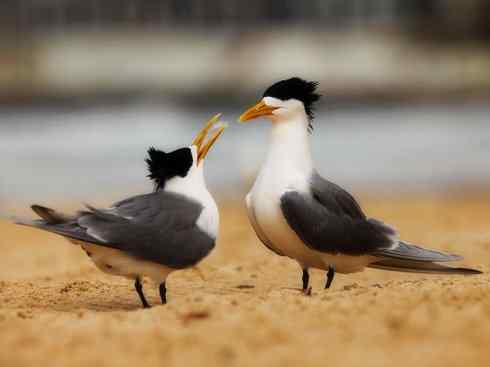 自然奇观：动物大迁徙(燕鸥类)