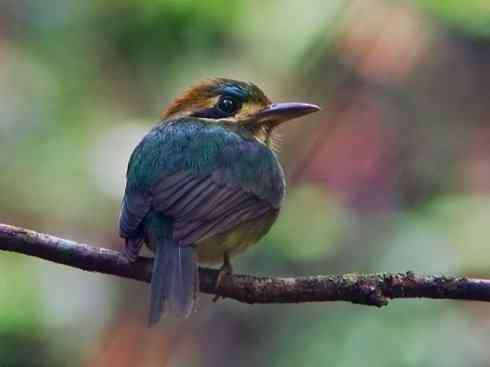 绝色攀禽：佛法僧目之翠鴗