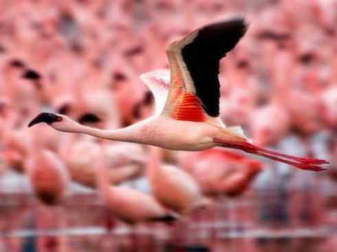 极品红色鸟类：火烈鸟