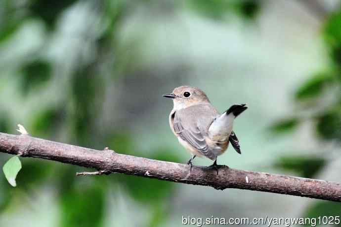 红喉姬鹟（27）