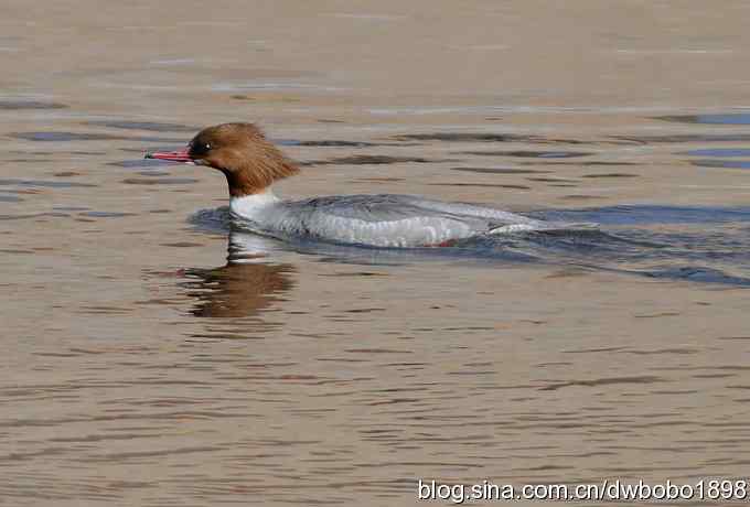 白河峡谷：鹮嘴儿小猫拍不够