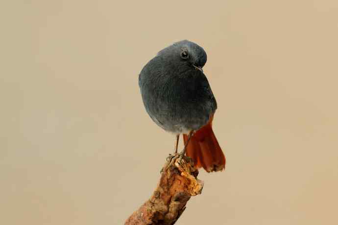 十渡的红尾水鸲