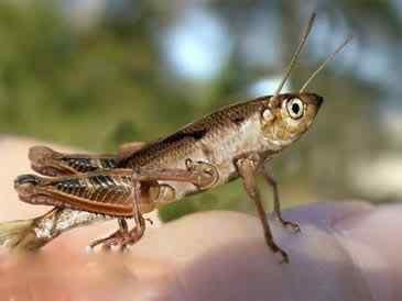 乱伦的后果 乱伦的后果