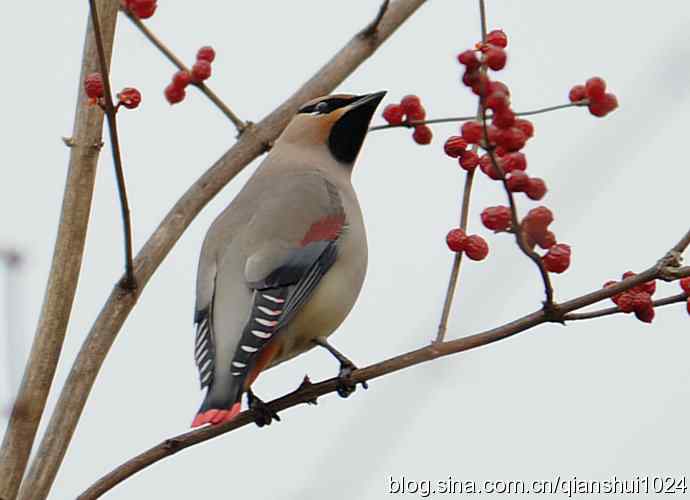 大太平.小太平(植物园) 大太平.小太平(植物园)