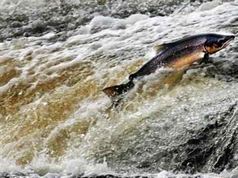 自然奇观：动物大迁徙(大马哈鱼)