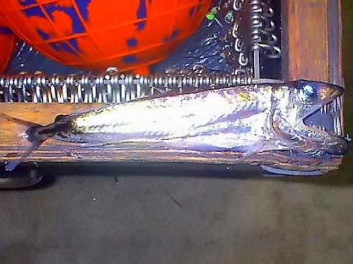 鱼类活化石：帆蜥鱼