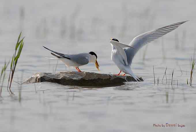 白额燕鸥：丹青写意 wbr似水柔情