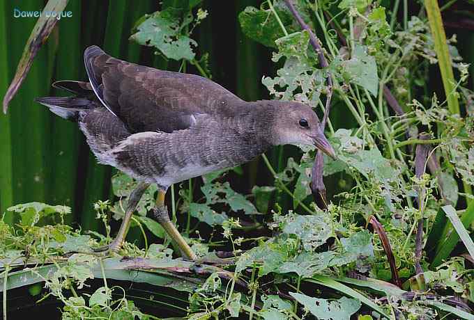 黑水鸡少年健身版