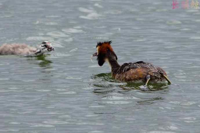 凤头鸊鷉（四）育雏喂食