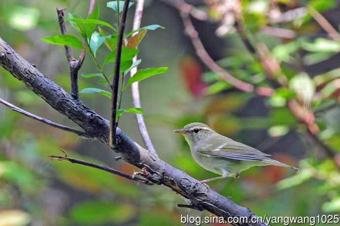 北京天坛公园的鸟类——极北柳莺（7）