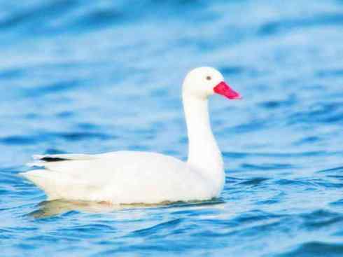 猎奇：十大奇异的雁鸭之一（叫鸭、天鹅）