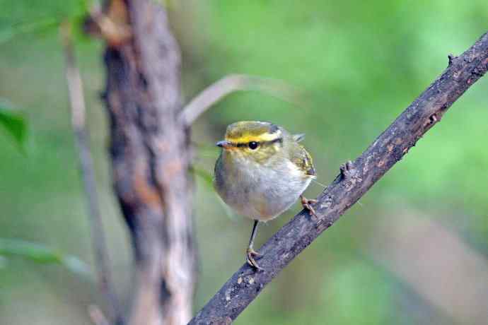 黄腰柳莺（26）