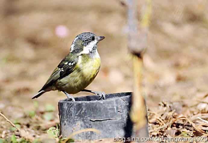 自然和谐的日坛公园（黄腹山雀）