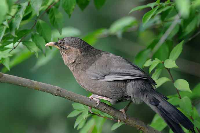 植物园的山噪鹛