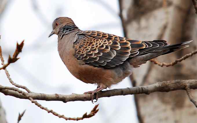 北京植物园赏鸟（二十），山斑鸠（组图）