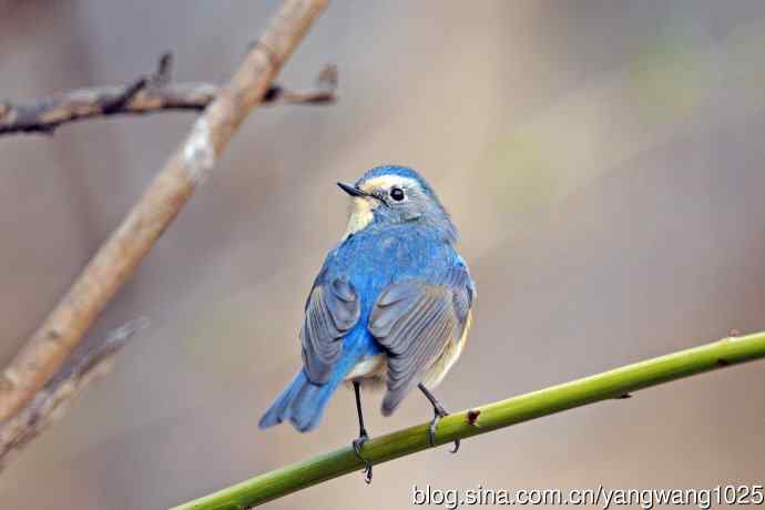 雄性红胁蓝尾鸲（25）