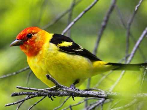 极品红色鸟类：猩红比蓝雀