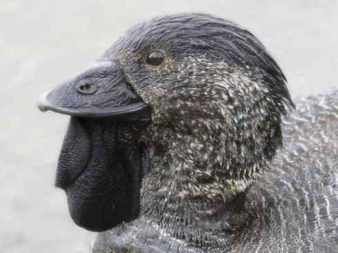 猎奇：十大奇异的雁鸭之四（树鸭、麝鸭）