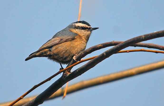 北京植物园赏鸟（五），黑头（组图）