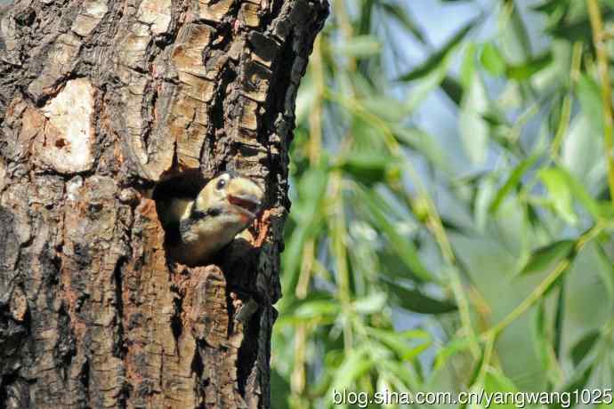 父子情深的大斑啄木鸟（1）