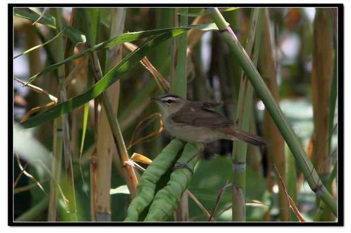 草长莺飞五月天