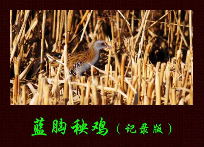 蓝胸秧鸡（记录版）