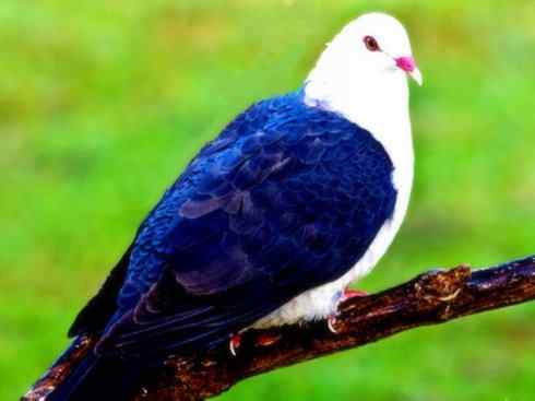 白头鸟系列：另类的美丽11（鸠鸽）