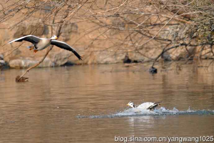 斑头雁（抓拍）11