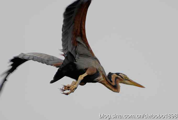 乌梁素海之草鹭鈥斺斈诿晒勰裥校ǘ）