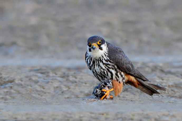 摄猛野鸭湖（地版与早餐）