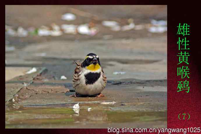 北京天坛公园的鸟类——雄性黄喉鹀(7)
