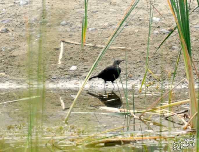 圆明园&nbsp;wbr路&nbsp;wbr昨天拍到的十种鸟（记录版）