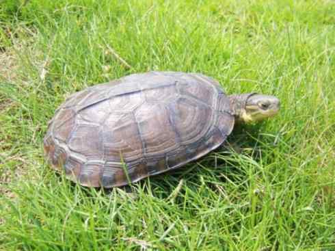 玄武：传说的兽原型探秘（潮龟）