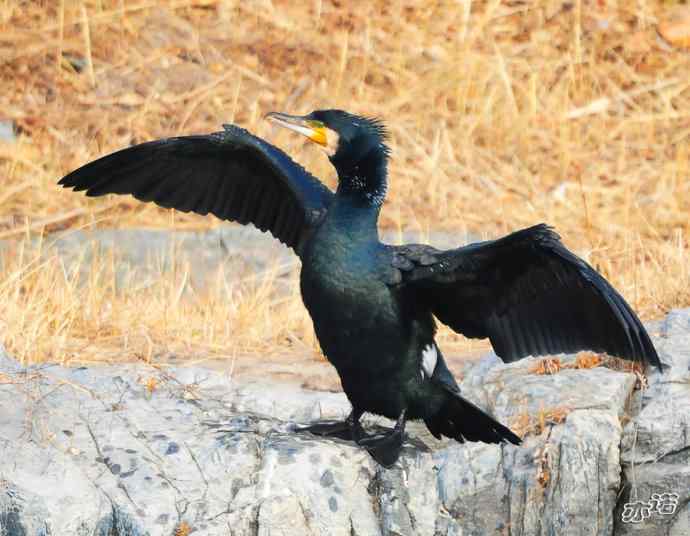 自我陶醉的鸬鹚 自我陶醉的鸬鹚