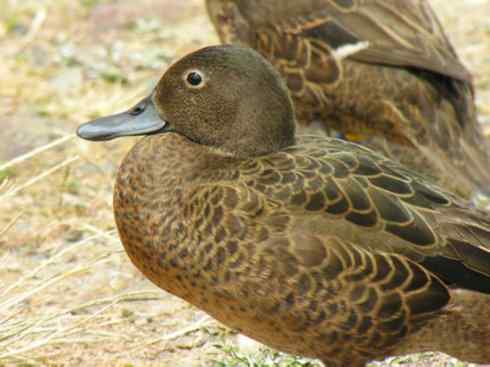 雁鸭之最之四（奥克兰鸭、山蓝鸭、绿头鸭）