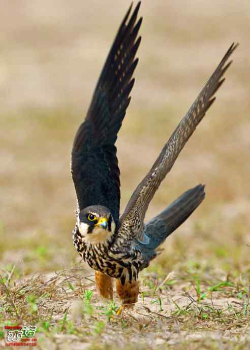 官厅水库&nbsp;wbr路&nbsp;wbr再拍燕隼