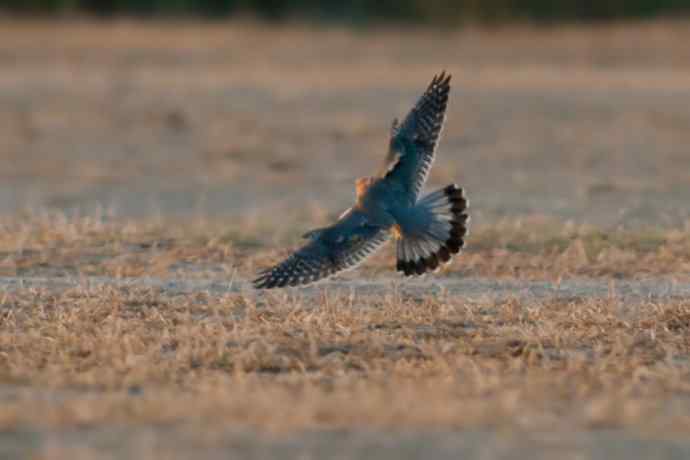 灰背隼：节日野鸭湖的唯一记录